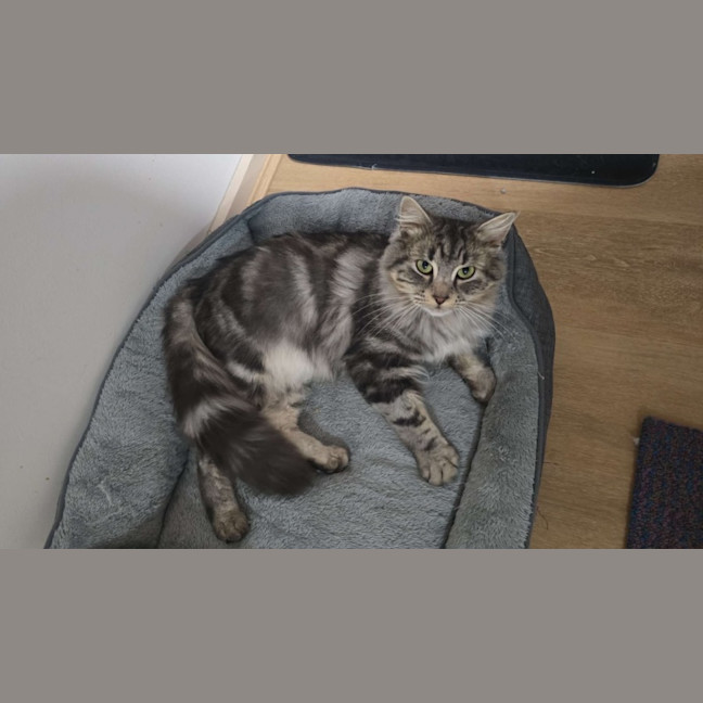 Photo of Teddy