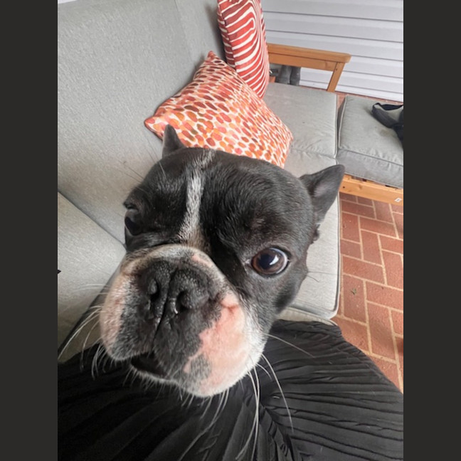 Photo of Frankie   2 Year Old French Bulldog