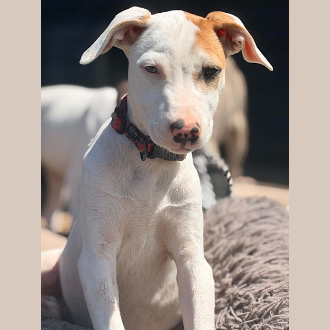 Photo of Chilli