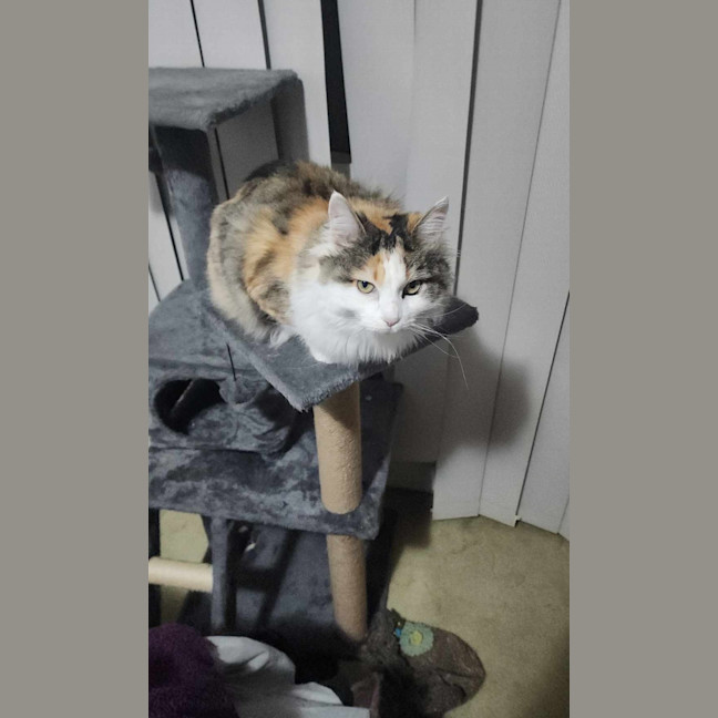 Photo of Tinkerbell Meet Me @Petstock Carrum Downs Store