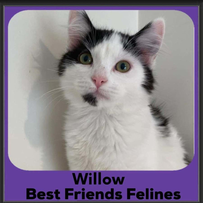 Photo of Willow