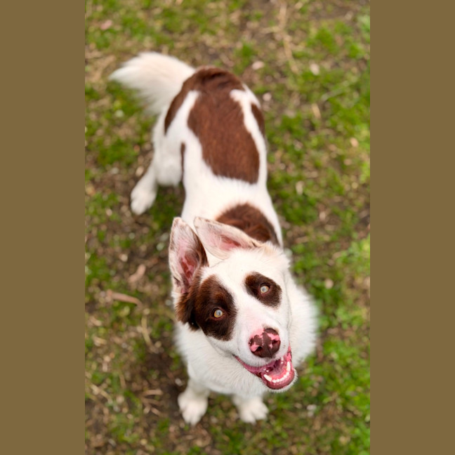 Photo of Opie