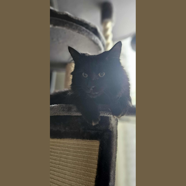 Photo of Onyx *9 Lives Project Rescue*