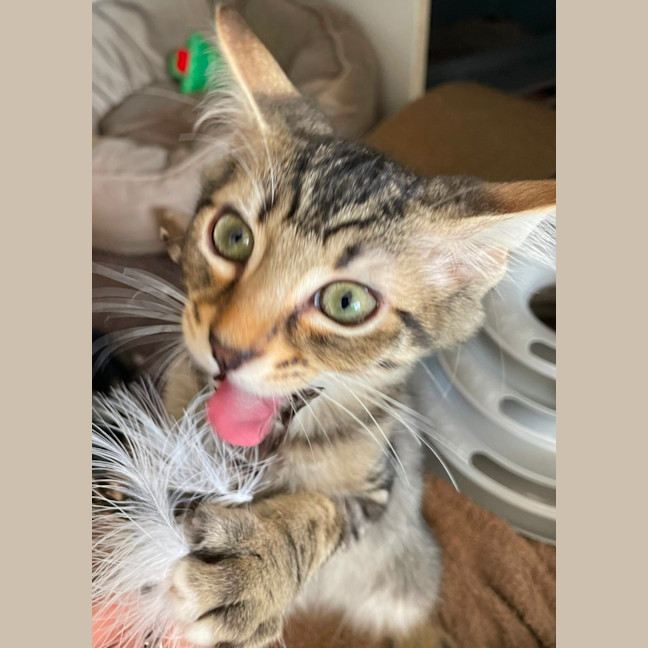 Photo of Stegosaurus