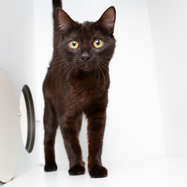 Photo of Tootsie Roll