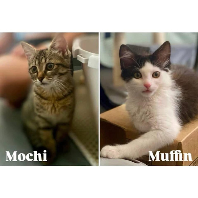 Photo of 11633/4   Muffin & Mochi