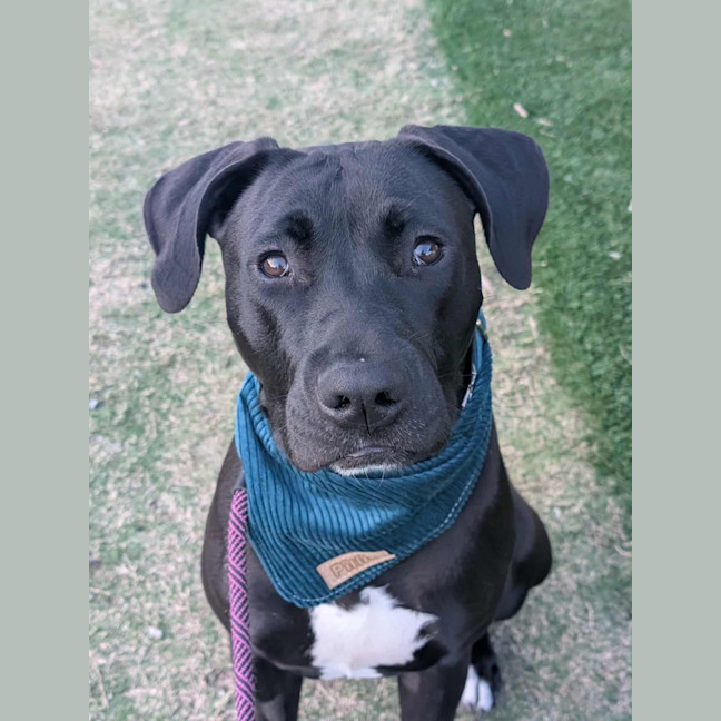 Photo of Paxton   10 Month Old Labrador X Staffy