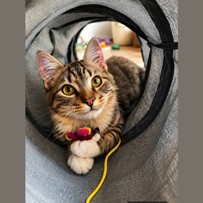Photo of Scout