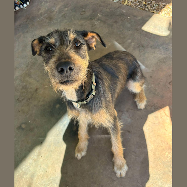 Photo of Pepsi (Freyja)