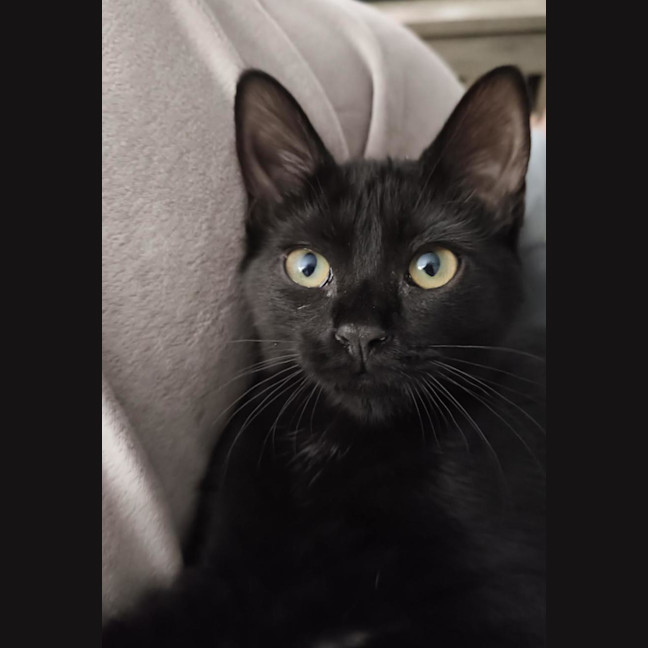 Photo of Knight