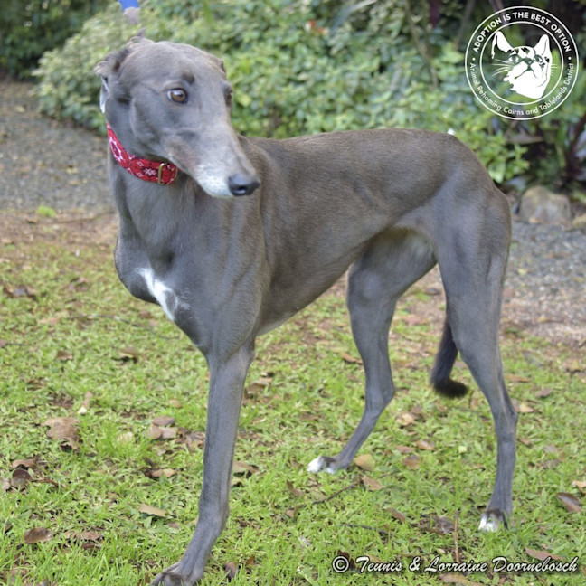 Photo of Sara (No Billy Tea)