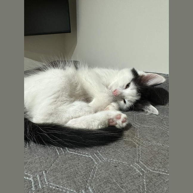 Photo of Marshmellow