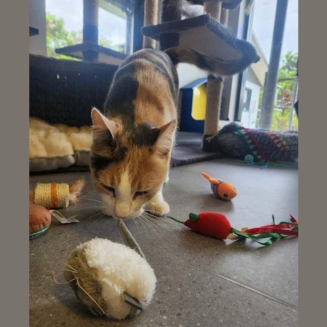 Photo of Coco