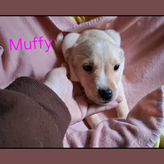 Photo of Muffy