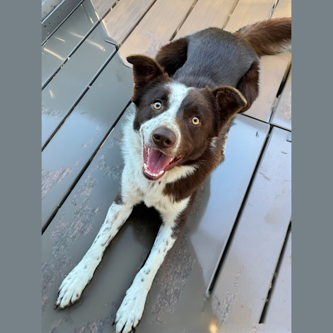 Photo of Rusty