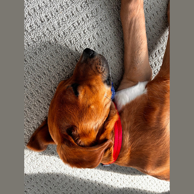 Photo of Abbie   4 Month Old Bull Arab X