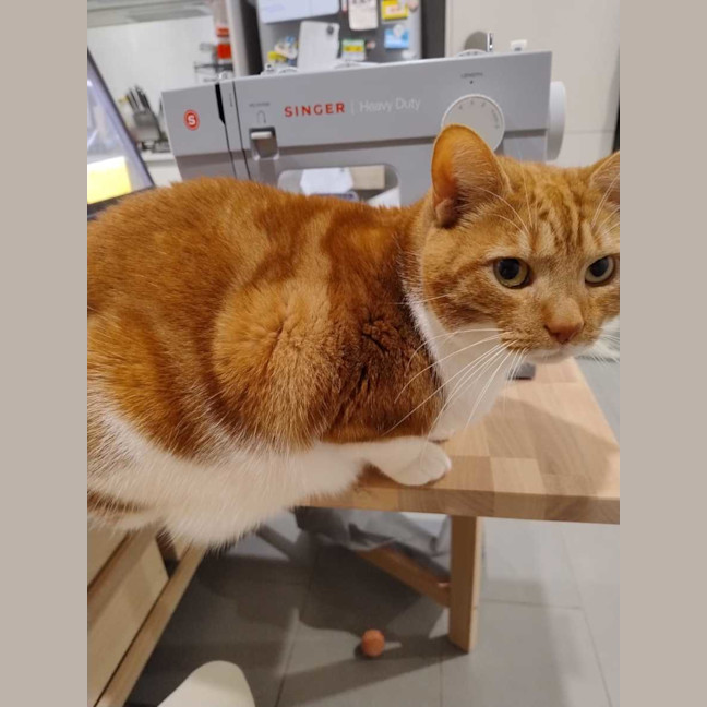 Photo of Ginger   Serious Ginger Energy 🧡