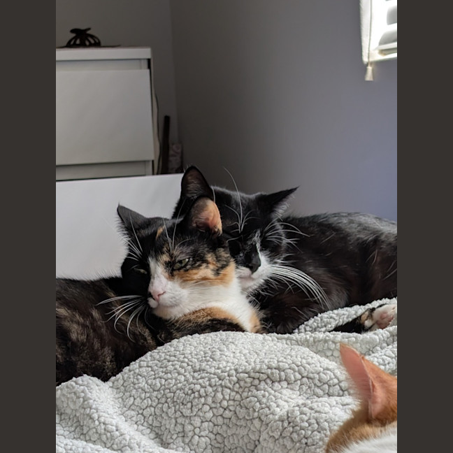 Photo of Jiji