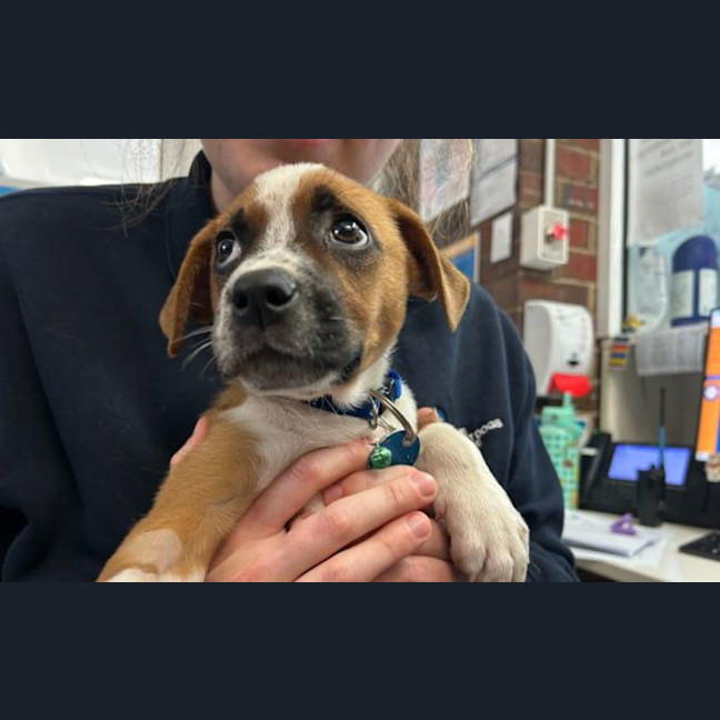 Photo of Piper
