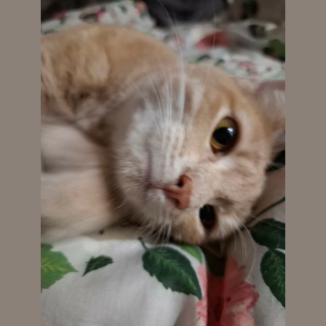 Photo of Chili 🌶️