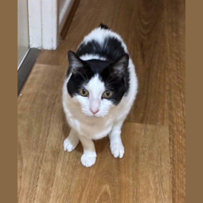 Photo of Horace Irving Horowitz 