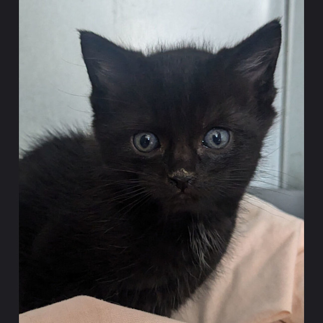 Photo of Fidget