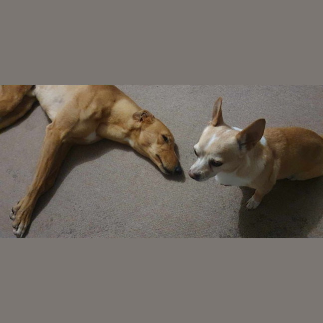 Photo of Buckley The Greyhound