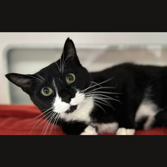 Photo of Pickle