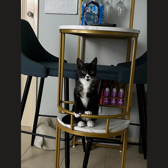 Photo of Pinot