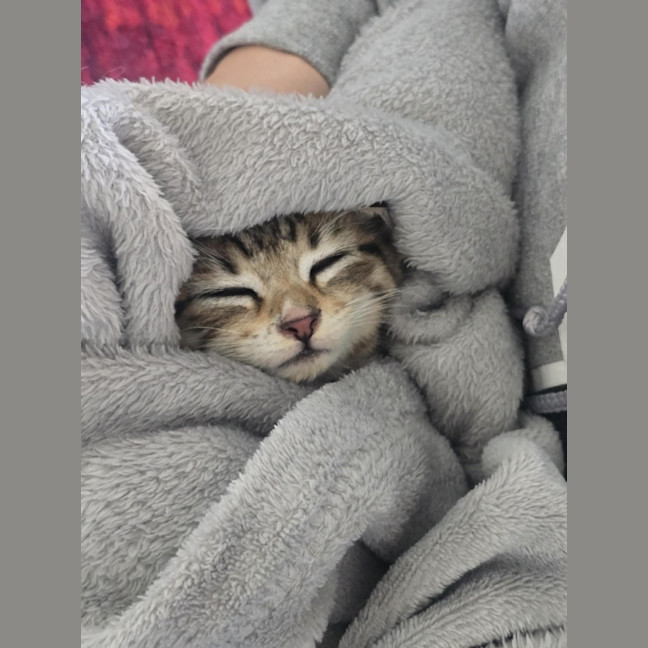 Photo of Meowly**2nd Chance Cat Rescue **