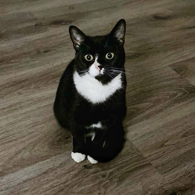 Photo of 12049   Coppa