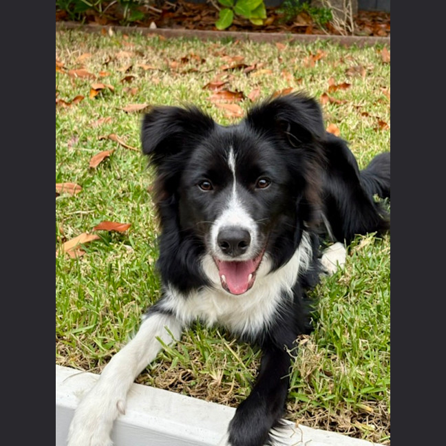 Photo of Nova