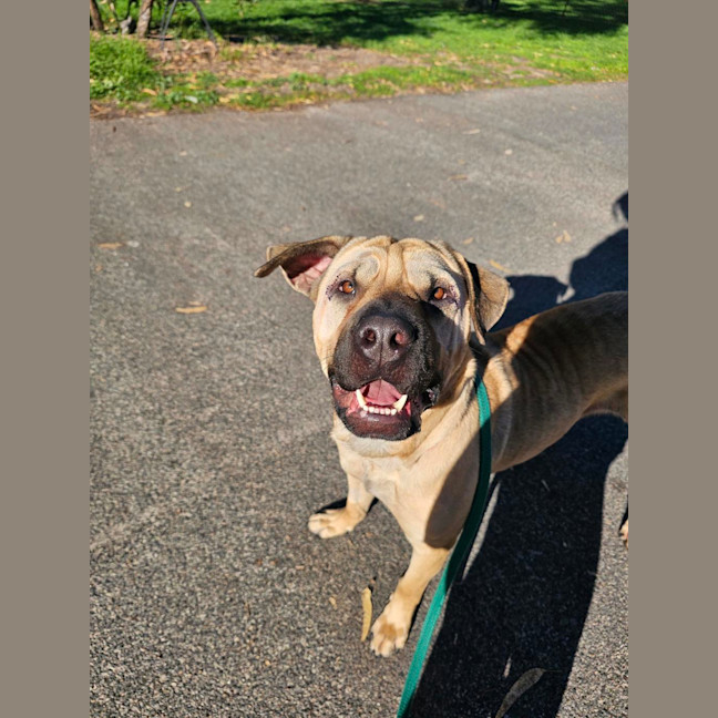 Photo of Gypsy
