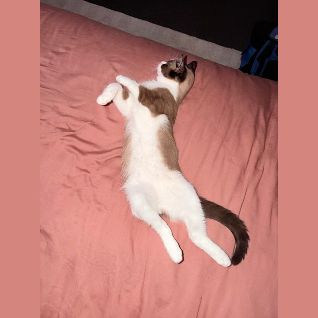 Photo of Toast