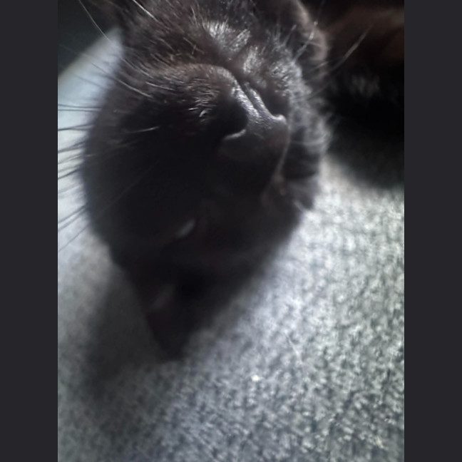 Photo of Pudding
