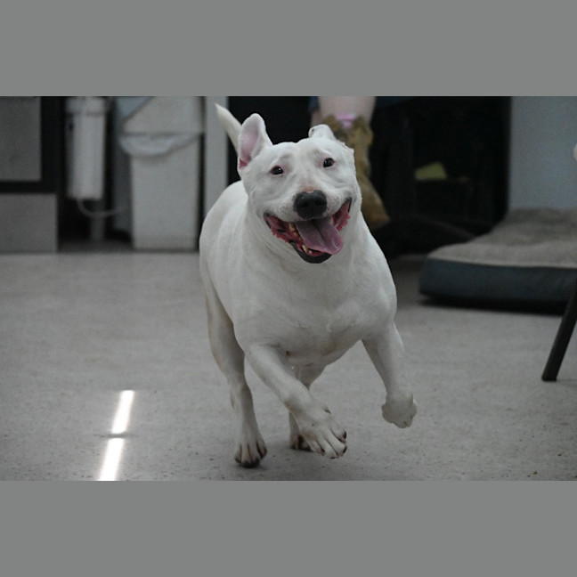 Photo of Stella