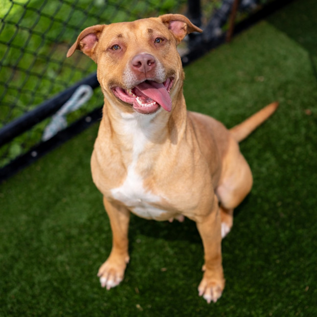 Photo of Nova Imp 2283