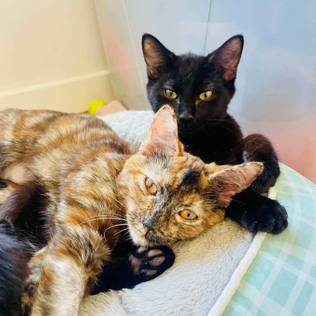 Photo of George   Located In Braybrook