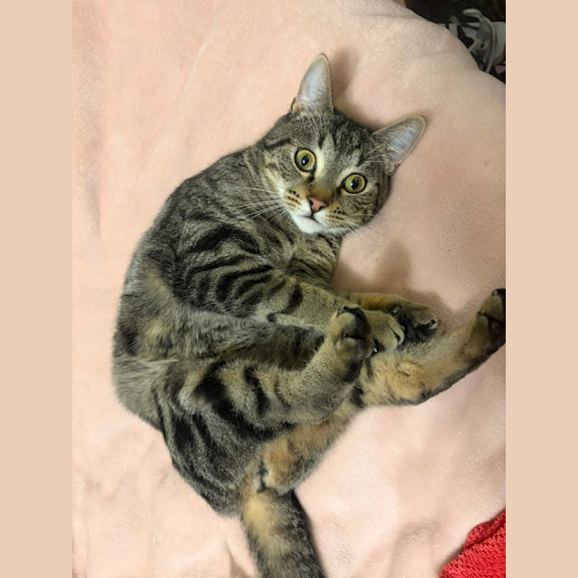 Photo of Tommy