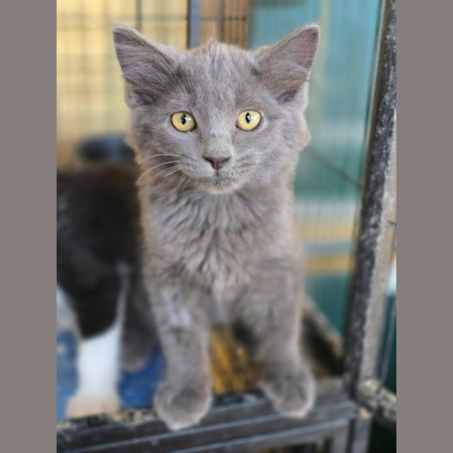 Photo of Pixel