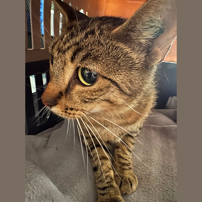 Photo of Jemima **2nd Chance Cat Rescue**