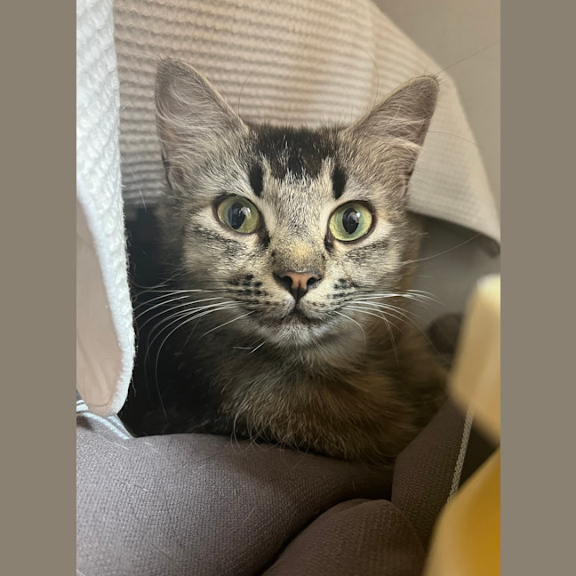Photo of Honey