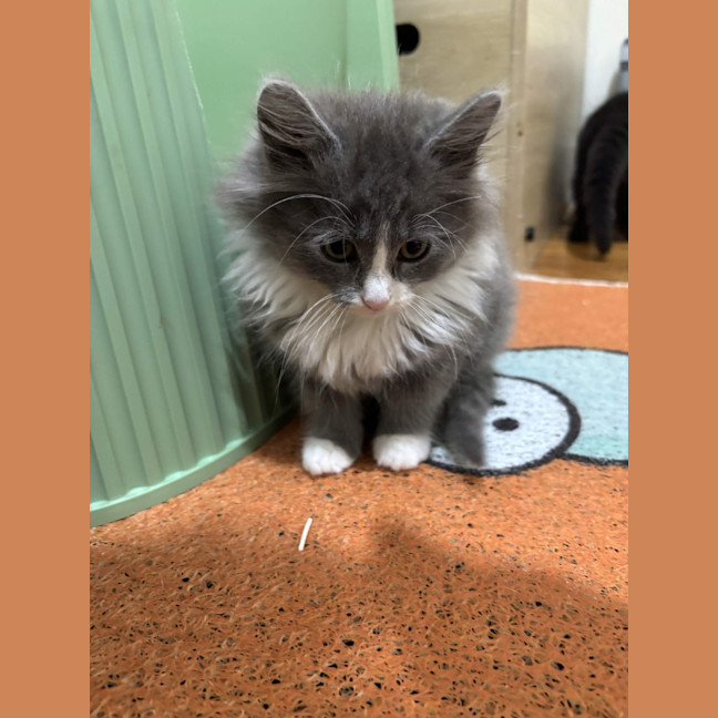 Photo of Sprinkles