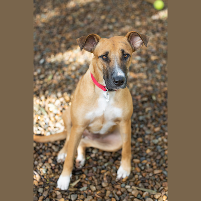 Photo of Scarlet