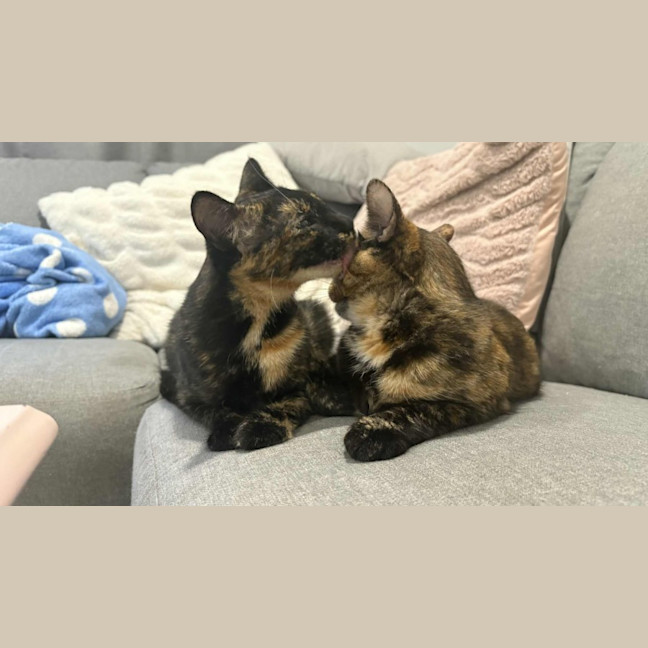 Photo of Violet & Primrose