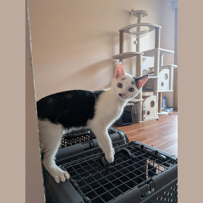 Photo of Bolt