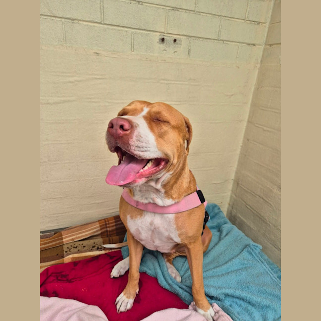 Photo of Stella (65928)