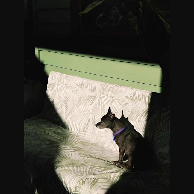 Photo of Nyxie   12 Year Old Jack Russell X