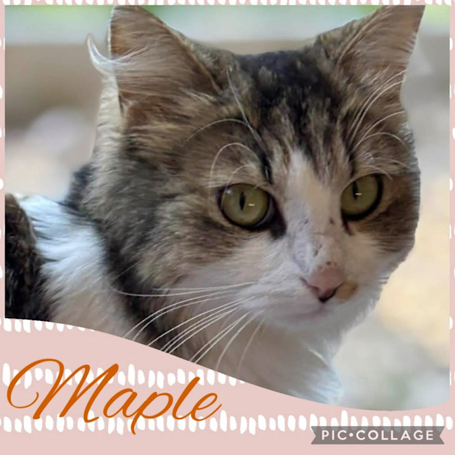 Photo of Maple