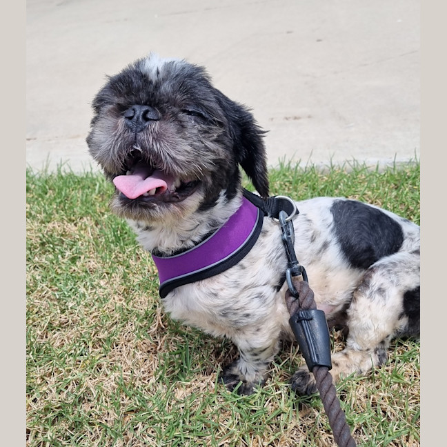 Photo of Simon
